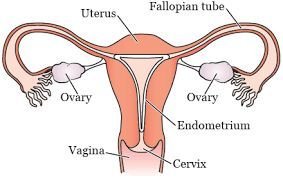 Female Cancer - G