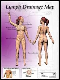 LYMPHATIC DRAINAGE - D