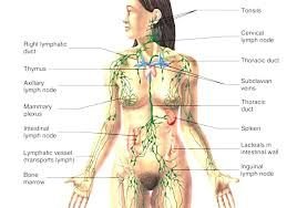 LYMPHATIC DRAINAGE - E
