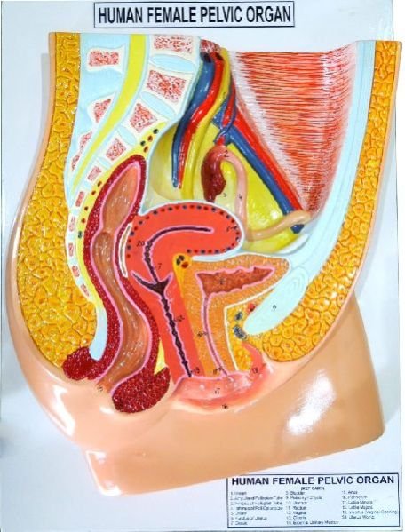 Human Female Reproductive System