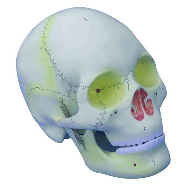 Human Skull Model