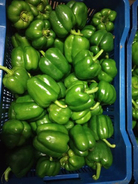 (A Grade) Green Capsicum