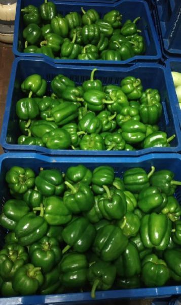 (A Grade) Green Capsicum
