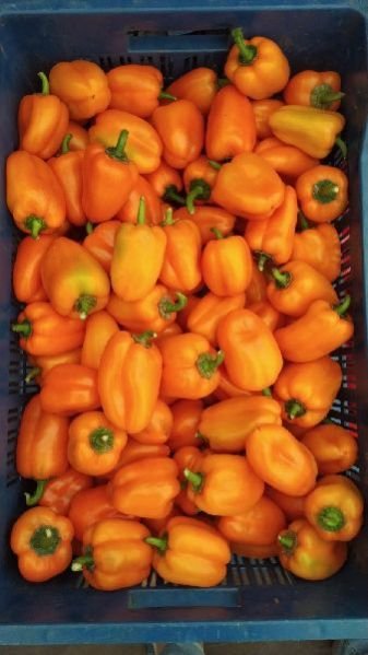 (A Grade) Orange Snacky Peppers