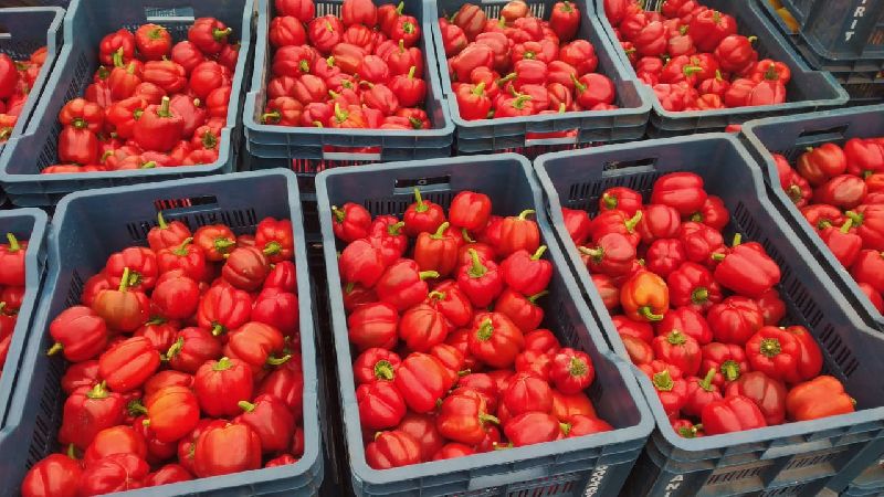 (A Grade) Red Bell Peppers