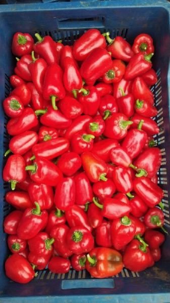 (A Grade) Red Snacky Peppers