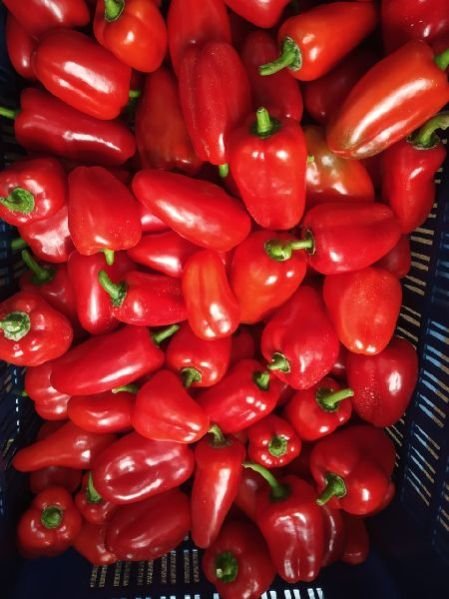(A Grade) Red Snacky Peppers
