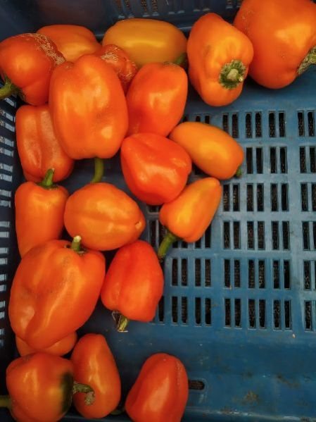 (B Grade) Orange Snacky Peppers