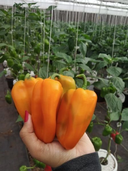 Orange Snacky Peppers