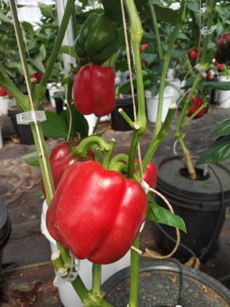 Red Bell Peppers