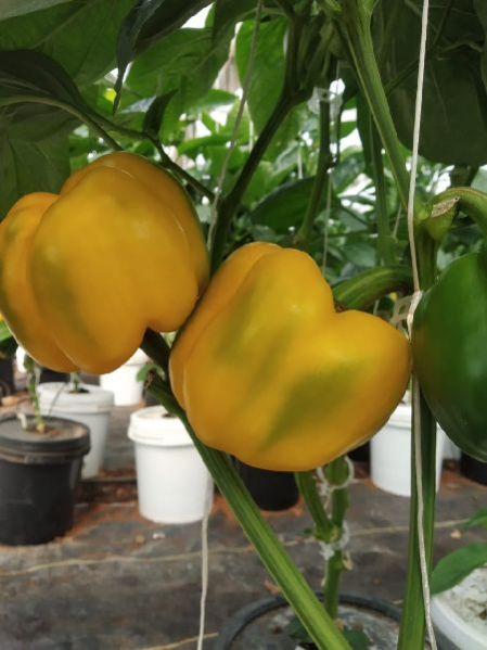 Yellow Bell Peppers