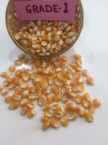 Grade 1 Maize Seeds