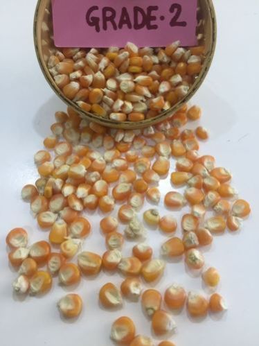 Grade 2 Maize Seeds