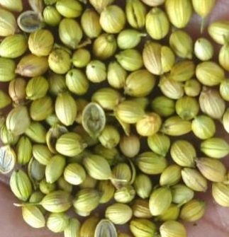 CORIANDER – A Grade