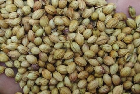 CORIANDER – B Grade
