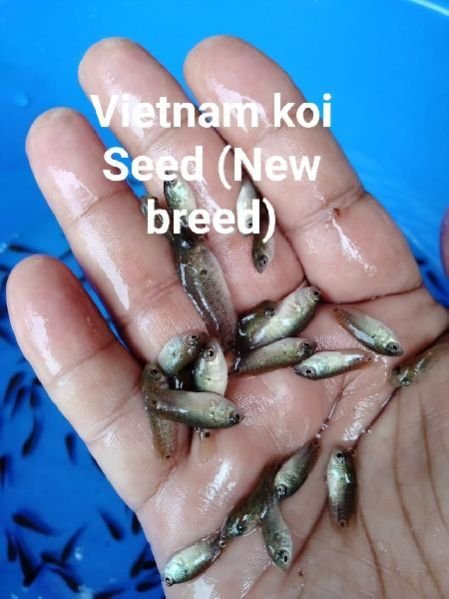 Koi