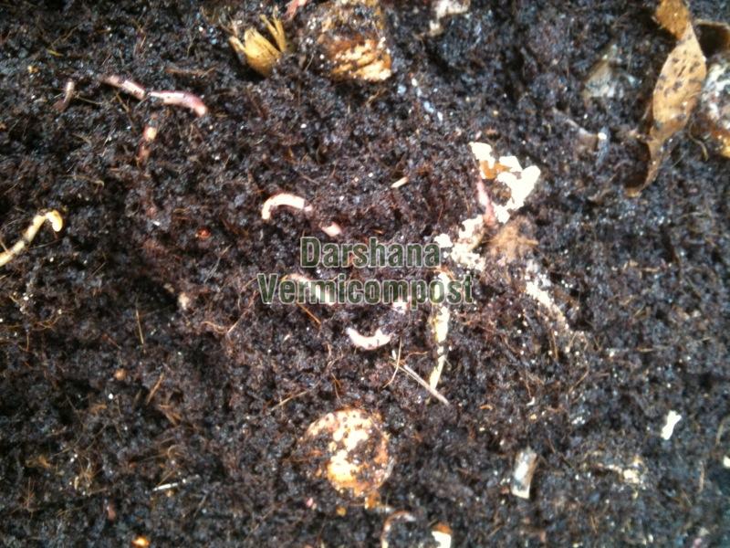 Vermicompost Manure 04