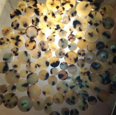 JSRCB 09 Buffalo Horn Button Blank