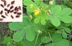 Cassia Tora Seeds 02