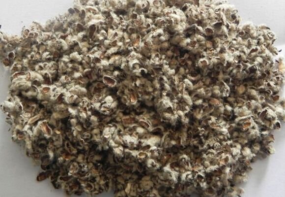 Cottonseed Hull 01