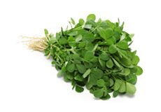 Fenugreek