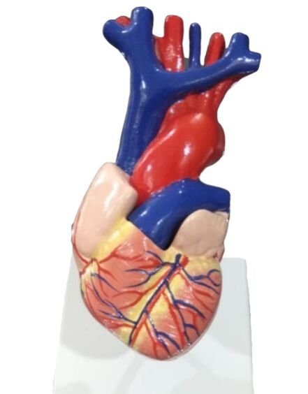 Human Heart Model