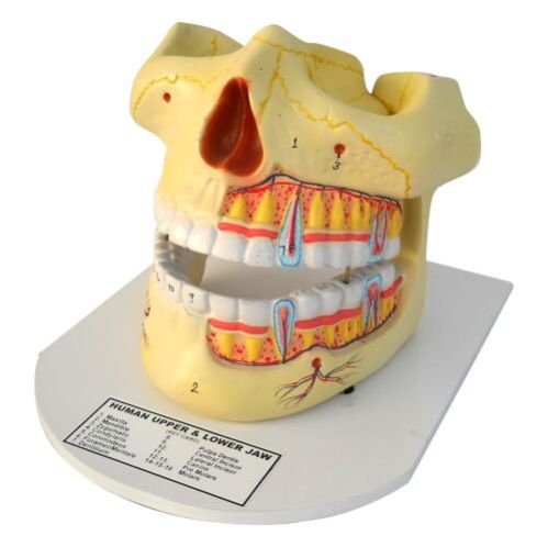 Human Jaw Model