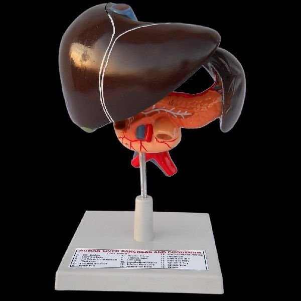 Human Liver Model