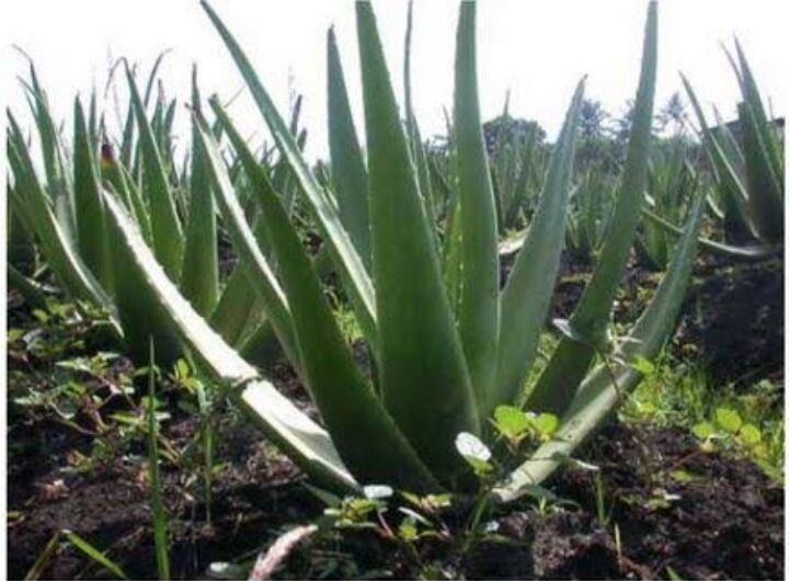 Aloe Vera Leaves 02