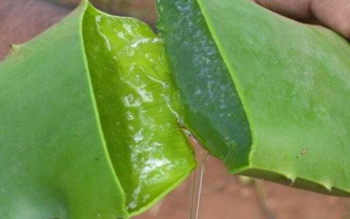 Aloe Vera Leaves 03