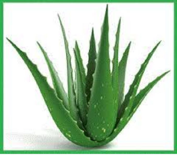 Aloe Vera Leaves 04