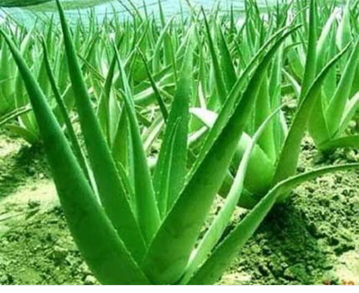 Aloe Vera Leaves 06