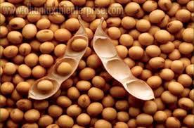 Soybean Seeds 04
