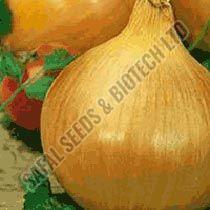 Texas (Early) Grano 502 PRR Onion Seeds