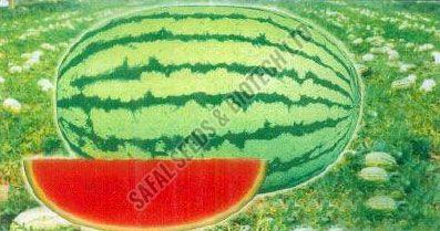 Watermelon Seeds (BSS-2000)