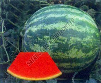 Watermelon Seeds (Seedless Victor)
