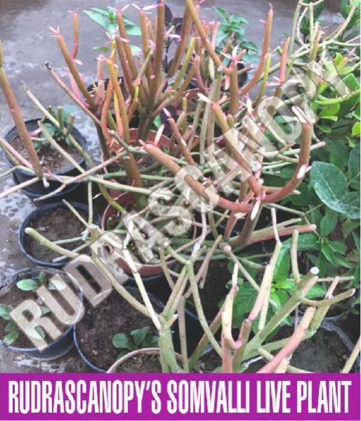 Price in INR for 6 inches approx tall plant