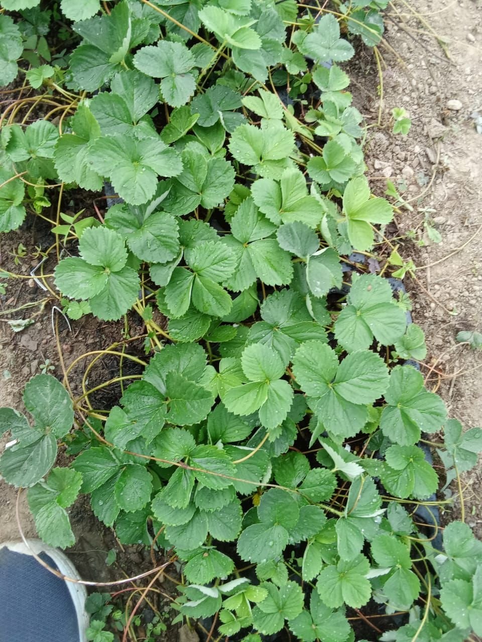 Pahadi organics products