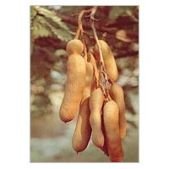  Kernel Tamarind