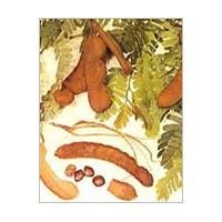 Seedless Tamarind