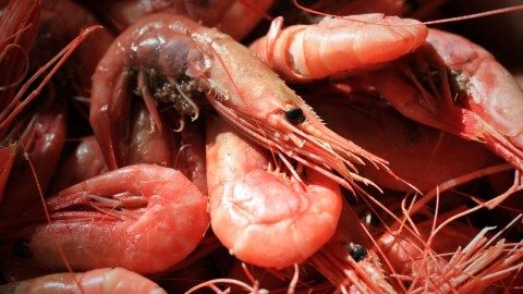 Frozen Shrimps & Prawn 01