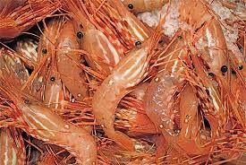 Frozen Shrimps & Prawn 03