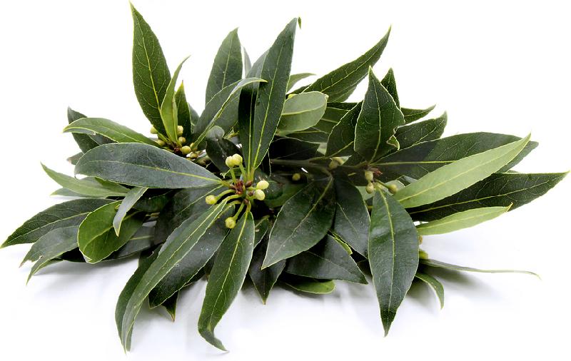 Fresh Bay Leaves 01