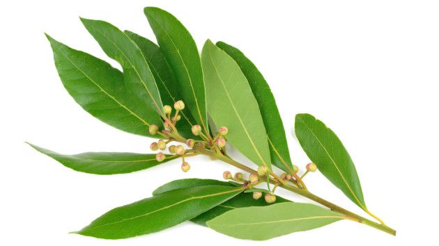 Fresh Bay Leaves 02