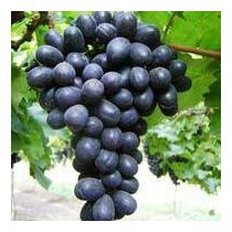 Fresh Black Grapes 01