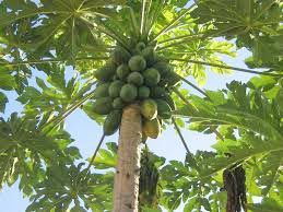 Carica Papaya