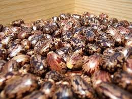 Castor Seeds
