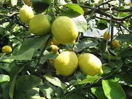 Citrus Medica