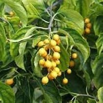 Malkangni Oil