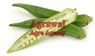 Ladyfinger Seeds